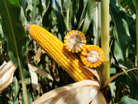 AGN 625
